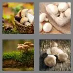 4 pics 1 word 8 letters mushroom