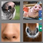 4 pics 1 word 8 letters nostrils