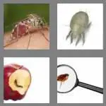 4 pics 1 word 8 letters parasite