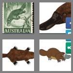 4 pics 1 word 8 letters platypus