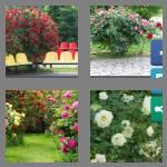 4 pics 1 word 8 letters rosebush