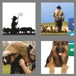 4 pics 1 word 8 letters shepherd