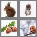 4 pics 1 word 8 letters squirrel