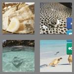 4 pics 1 word 8 letters stingray