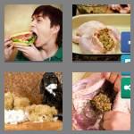 4 pics 1 word 8 letters stuffing