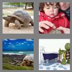 4 pics 1 word 8 letters tortoise