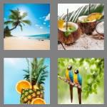 4 pics 1 word 8 letters tropical