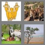 4 pics 1 word 8 letters vultures