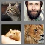 4 pics 1 word 8 letters whiskers