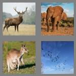 4 pics 1 word 8 letters wildlife