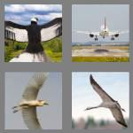 4 pics 1 word 8 letters wingspan