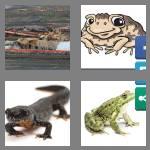 4 pics 1 word 9 letters amphibian