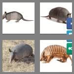 4 pics 1 word 9 letters armadillo