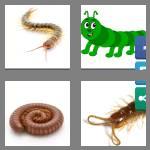 4 pics 1 word 9 letters centipede