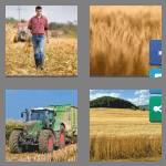 4 pics 1 word 9 letters cornfield