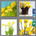 4 pics 1 word 9 letters daffodils