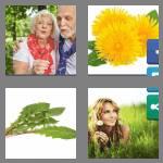 4 pics 1 word 9 letters dandelion