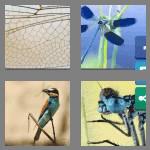 4 pics 1 word 9 letters dragonfly