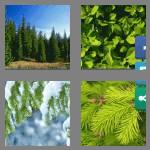 4 pics 1 word 9 letters evergreen