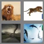 4 pics 1 word 9 letters ferocious