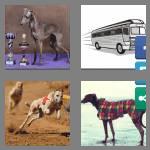 4 pics 1 word 9 letters greyhound