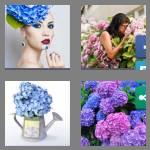 4 pics 1 word 9 letters hydrangea