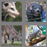 4 pics 1 word 9 letters marsupial