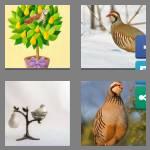 4 pics 1 word 9 letters partridge