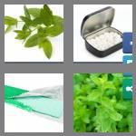 4 pics 1 word 9 letters spearmint