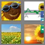 4 pics 1 word 9 letters sunflower