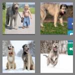 4 pics 1 word 9 letters wolfhound